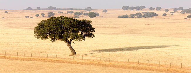 vale-de-camelos-alentejo.jpg