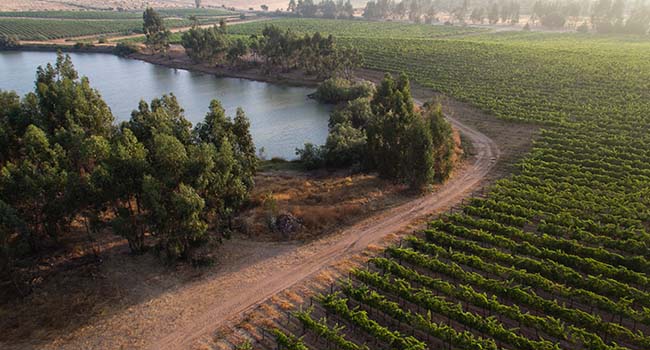 Weinreise Portugal, Permakultur auf dem Weingut Vale de Camelos