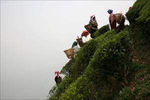 Teepflückerinnen im Steilhang