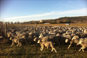 Schafe auf Duvivier
