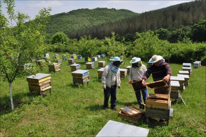 Bienenhonig in Bulgarien