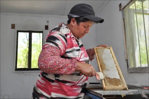 Bio-Honig in Bulgarien