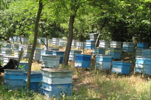 Bienenvölker in Bulgarien