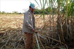 Zuckerrohrbauern in Paraguay