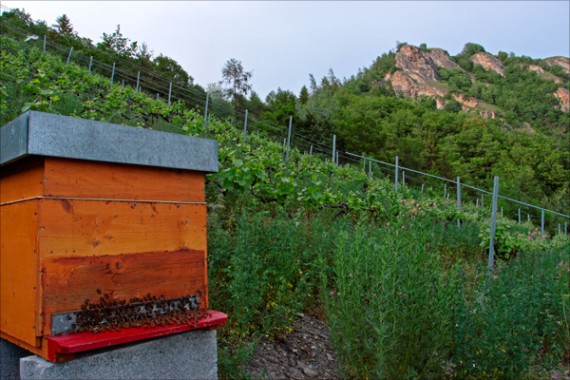 Diese Bienen müssen nicht hungern: In der reichhaltigen Biodiversität der Mythopia-Weinberge gibt es genug Nahrung.