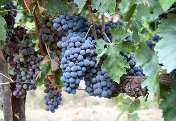 Sangiovese-Traube