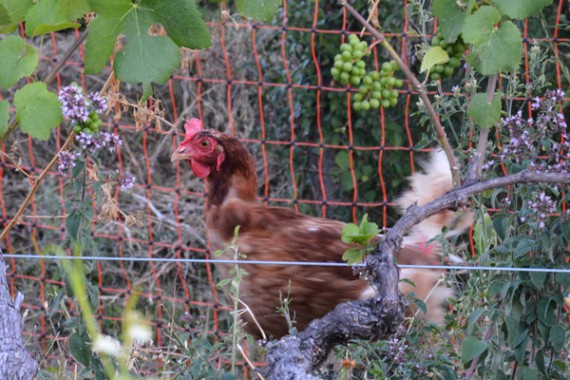 Hühner im Weinberg