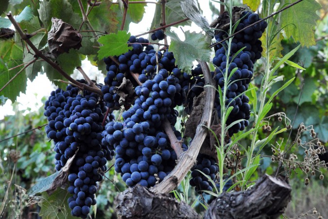 Touriga Nacional, Portugals Paradetraube