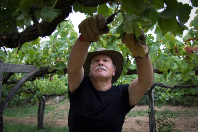 Joaquin Reis in seinem Weinberg