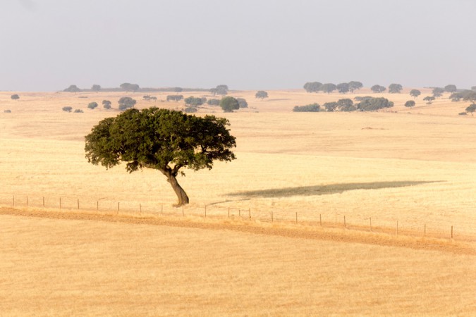 In der Getreidekammer Portugals, Alentejo, wird erst seit rund 30 Jahren im grösseren Stil auch Wein erzeugt.