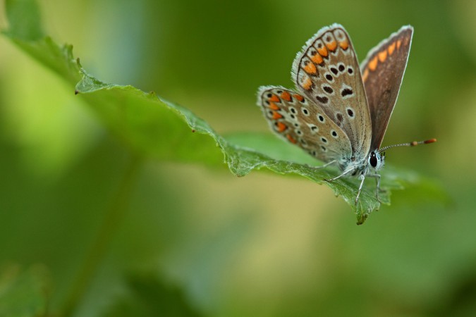 Schmetterling im Weinberg
