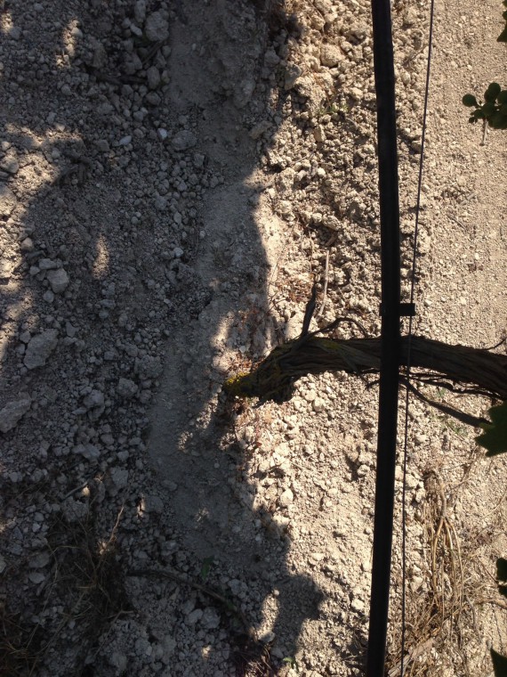 Die Böden der Rebberge von Corrado Gurrieri sind sehr kalkhaltig. Das ergibt Weine mit einer hohen Mineralität.