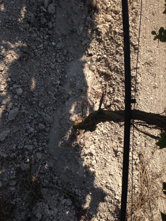 Die Böden der Rebberge von Corrado Gurrieri sind sehr kalkhaltig. Das ergibt Weine mit einer hohen Mineralität. 