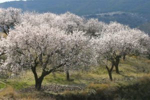 Blühende Mandelbäume sorgen für Abwechslung und Artenreichtum in den Weinbergen von Francisco Ruiz