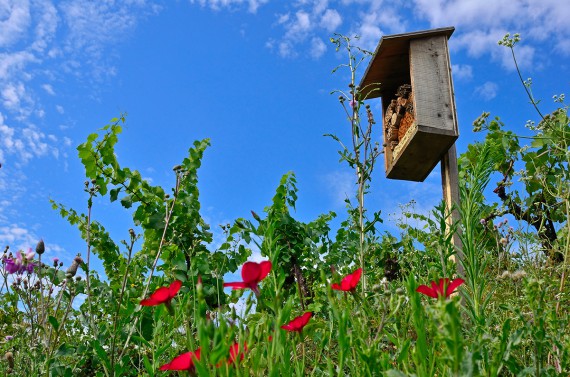 Beispielhafte Biodiversität auf Château Duvivier