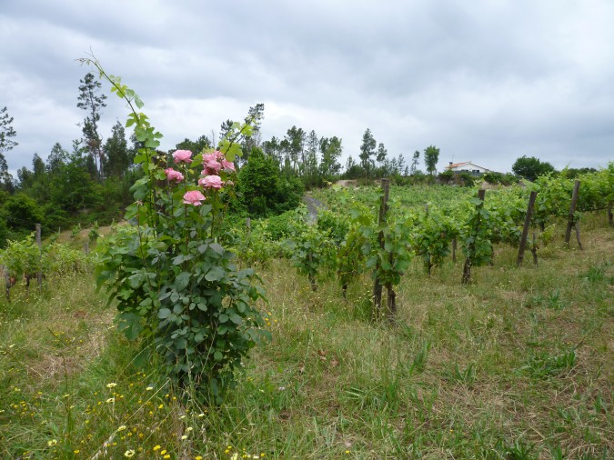 Rosen am Anfang der Rebzeile
