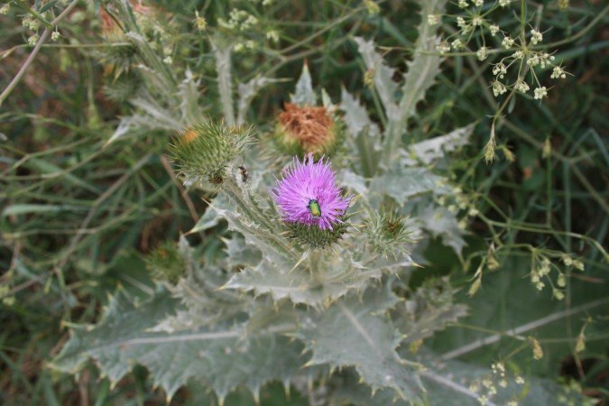 Wunderschön: Biodiversität im Weingut Sepp Moser