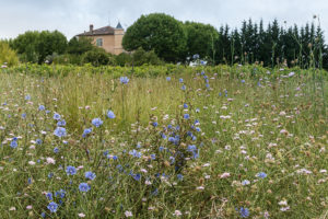 Überall zwischen den Reben locken blühende Blumen bunte Schmetterlinge an.