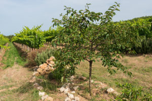 Inseln mit Kräuterbüschen und Fruchtbäumen bilden ökologische Hotspots mitten im Weinberg.