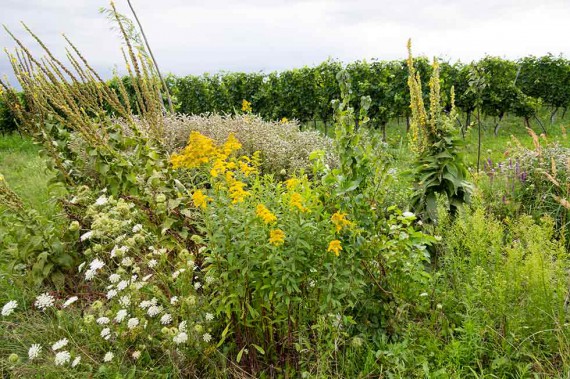 Solche Pflanzeninseln mit Königskerzen, Wicken, Minzen, wilden Möhren und vielen anderen Pflanzen sorgen für eine bunte Vielfalt in den Meinklang-Weingärten.