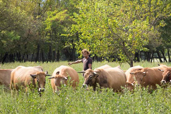 Neben Reben spielen Tiere eine wichtige Rolle auf dem Hof: Lukas Michlits mit Aubrac-Rindern