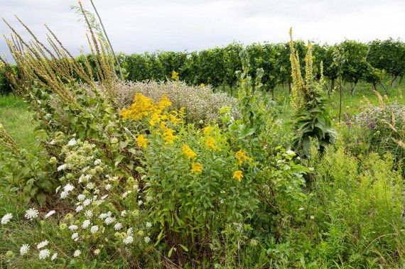 Biodiversität im Weinberg