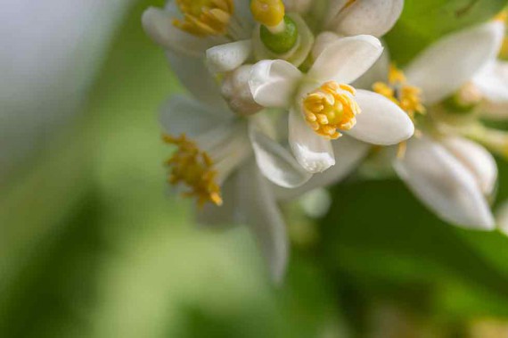 Zitronenblüten