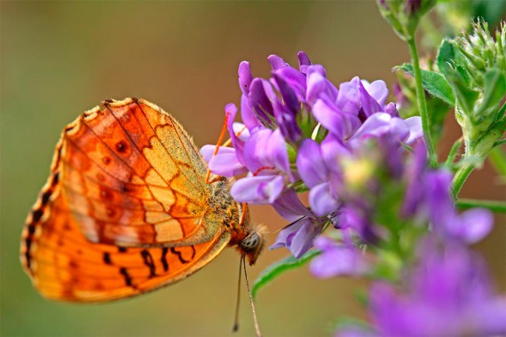 Schmetterling