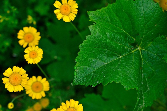 Blumen im Weinberg