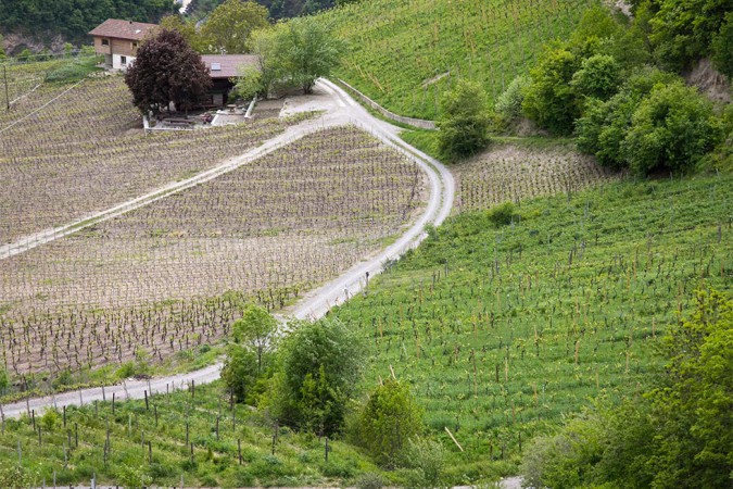 Glyphosat: Gefahr für Leben und Biodiversität