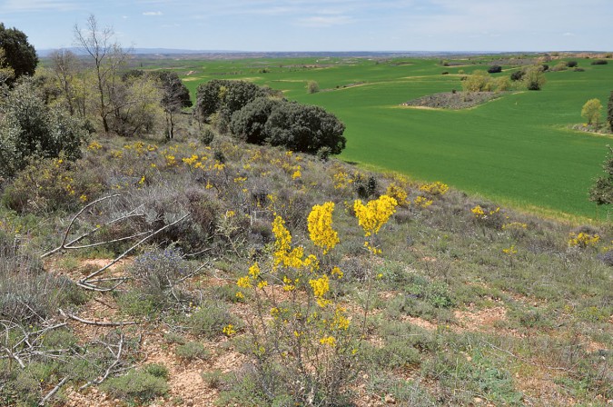 ribera-del-duero-a2228-5