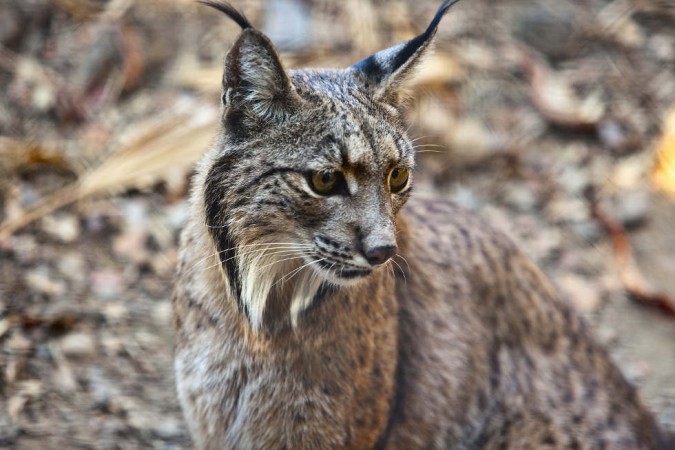 Der Iberische Luchs lebt in den Korkeichenwäldern und ist die bedrohteste Katzenart weltweit.