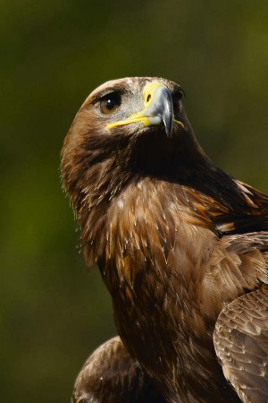 Auch der selten gewordene Steinadler findet in den extensiven Korkeichenwäldern Unterschlupf und Nahrung.