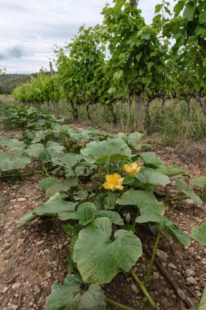 Auf Château Duvivier kommen die Gäste in den Genuss von Biozucchini...