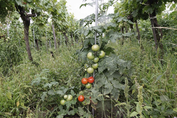 Aromatische Tomaten im Weinberg von Andreas Harm in der Wachau.