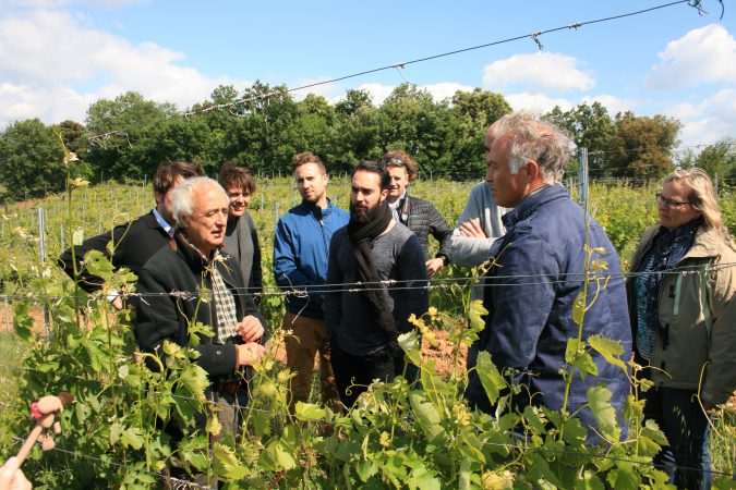 Rundgang im Weinberg