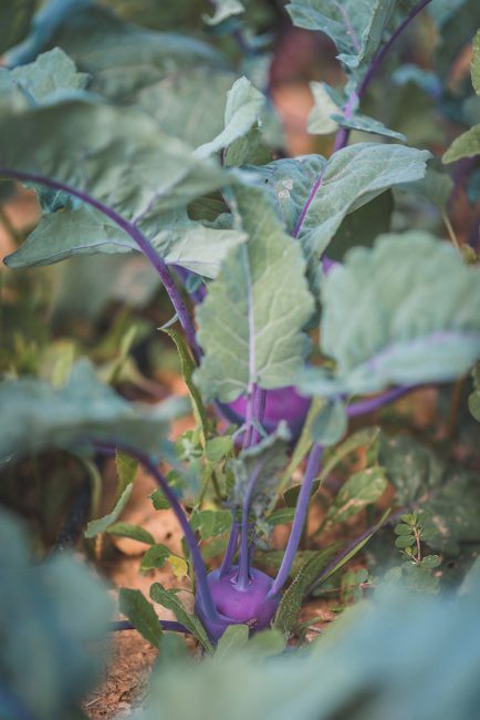 Violetter Kohlrabi: Farbsinnbild für den Advent.