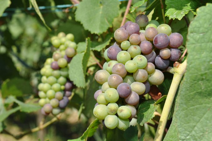 Pinot-Noir-Trauben Anfang August: Nur bis zu diesem Stadium dürfen sie mit Kupfer und Schwefel behandelt werden, damit bis zur Ernte keine Rückstände mehr auf den Trauben vorhanden sind.