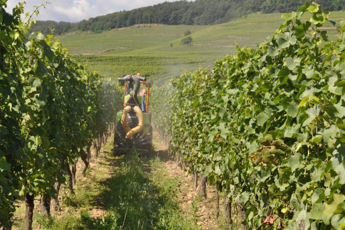 François Meyer auf Spritztour: Kleine Dosen einer Mischung aus Kupfer, Schwefel und Kräutertee schützen seine Reben vor Pilzkrankheiten.