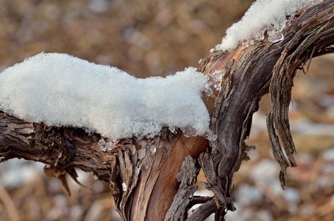 Rebstock im Winter