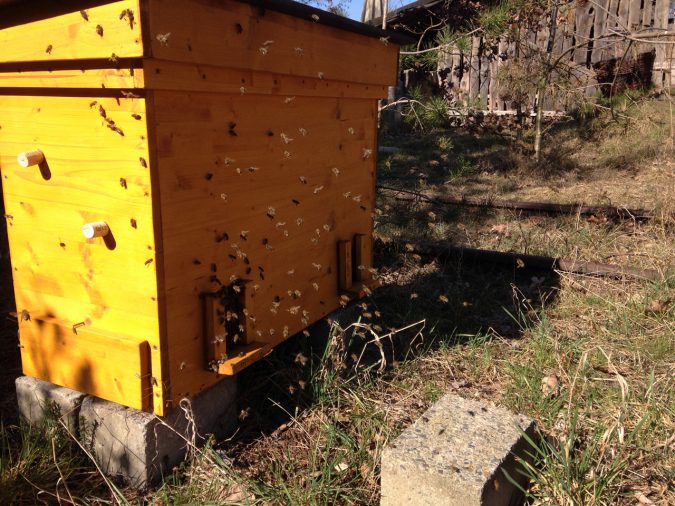 Bienen in der Einraumbeute