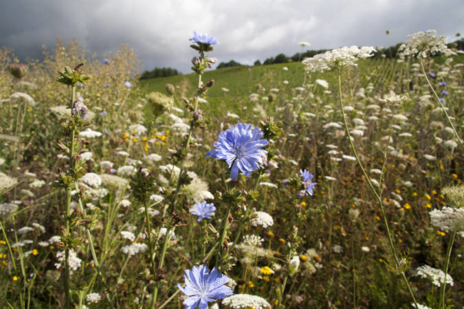 Biodiversität: eine blühende Wiese