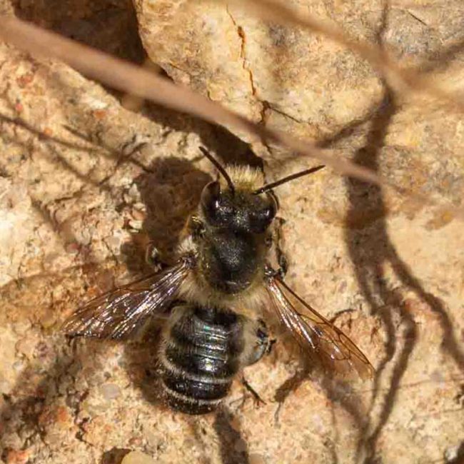 Krefelder Insektenstudie