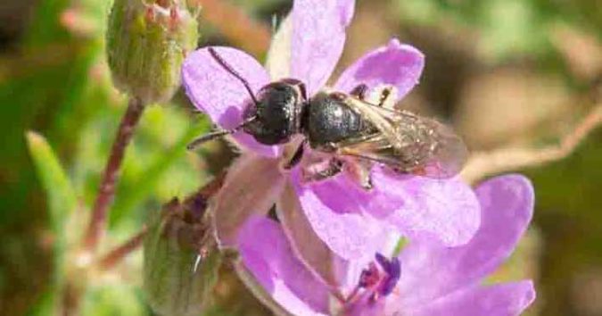 Lebensraum für Wildbienen