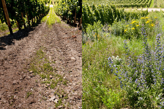 Metamorphose im Weinbau: Weg von der öden Monokultur zu einem biodiversen Weinberg