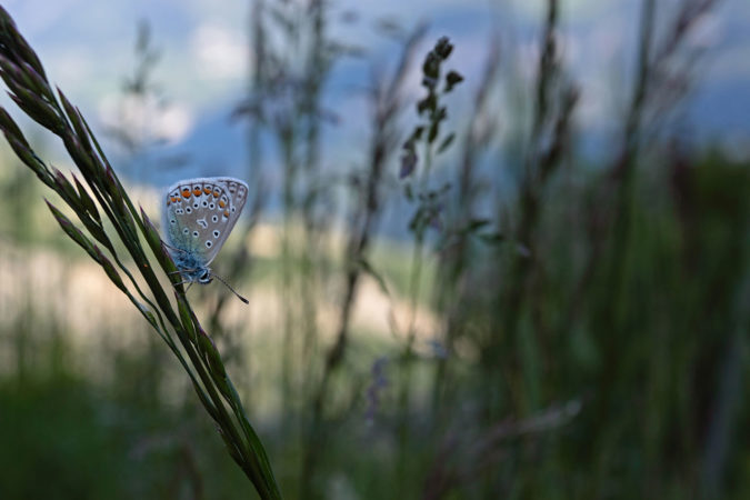 Schmetterlinge fühlen sich in den Delinat-Weinbergen sichtlich wohl.