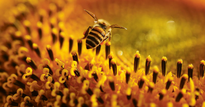 Honigbiene auf Sonnenblume