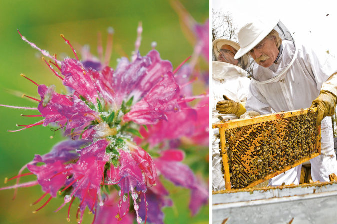 Christoph Gaupp (Imkerei Gaupp-Berghausen) aus Spanien verzichtet wie alle Delinat-Imker auf die Fütterung im Winter und lässt seinen Bienen genügend eigenen Honig