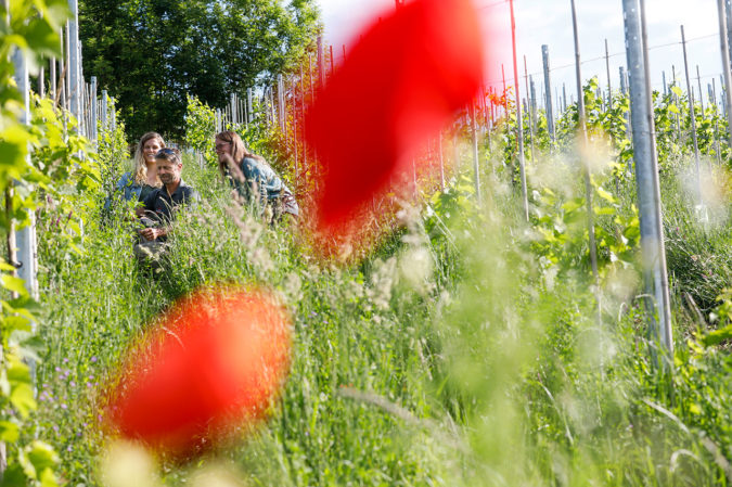 In den artenreichen Rebbergen des Weingut Lenz