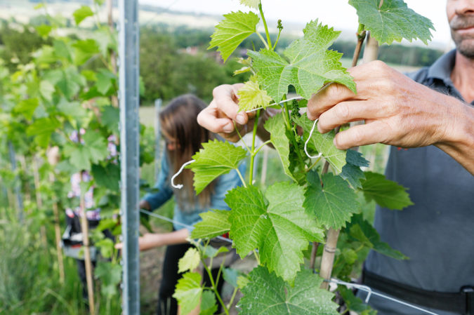 PIWI-Rebsorten auf dem Weingut Lenz